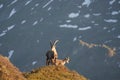 Capricorn Alpine Ibex Capra ibex Mountain Swiss Alps