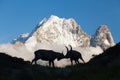 Capricorn Alpine Ibex Capra ibex Mountain Swiss Alps Mountain alps goats on rock on top of the hill silhouette Royalty Free Stock Photo