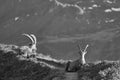 Capricorn Alpine Ibex Capra ibex Mountain Swiss Alps Black and White Landscape Scenery