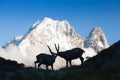 Capricorn Alpine Ibex Capra ibex Mountain Swiss Alps Mountain alps goats on rock on top of the hill silhouette Royalty Free Stock Photo