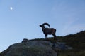 Capricorn Alpine Ibex Capra ibex Mountain Swiss Alps Mountain alps goats on rock on top of the hill silhouette Royalty Free Stock Photo