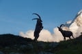 Capricorn Alpine Ibex Capra ibex Mountain Swiss Alps Mountain alps goats on rock on top of the hill silhouette