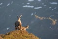 Capricorn Alpine Ibex Capra ibex Mountain Swiss Alps