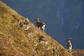 Capricorn Alpine Ibex Capra ibex Mountain Swiss Alps