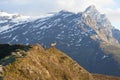 Capricorn Alpine Ibex Capra ibex Mountain Swiss Alps