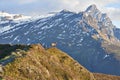 Capricorn Alpine Ibex Capra ibex Mountain Swiss Alps