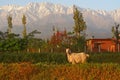 Capricorn Aries Mountain Goat in Indian Himalayas
