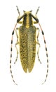 Capricorn beetle Agapanthia dahli