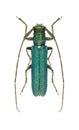 Capricorn beetle Agapanthia violacea