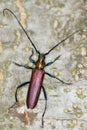 Capricorn beetle / Aromia moschata Royalty Free Stock Photo