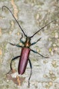 Capricorn beetle / Aromia moschata