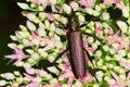 Capricorn beetle / Aromia moschata