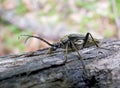 Capricorn Beetle (Cerambycidae) 4 Royalty Free Stock Photo