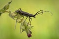 The capricorn beetle Cerambyx scopolii in Czech Republic Royalty Free Stock Photo