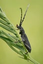 The capricorn beetle Cerambyx scopolii in Czech Republic Royalty Free Stock Photo