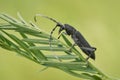 The capricorn beetle Cerambyx scopolii in Czech Republic Royalty Free Stock Photo