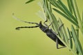 The capricorn beetle Cerambyx scopolii in Czech Republic Royalty Free Stock Photo