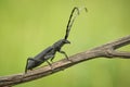 The capricorn beetle Cerambyx scopolii in Czech Republic Royalty Free Stock Photo