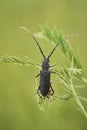 The capricorn beetle Cerambyx scopolii in Czech Republic Royalty Free Stock Photo