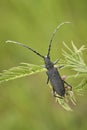The capricorn beetle Cerambyx scopolii in Czech Republic Royalty Free Stock Photo