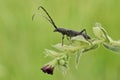 The capricorn beetle Cerambyx scopolii in Czech Republic Royalty Free Stock Photo