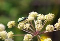 Capricorn beetle (Cerambyx scopolii) on flower. Macro photo. Royalty Free Stock Photo