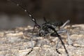 Capricorn beetle (Cerambyx scopolii) Macro photo. Royalty Free Stock Photo