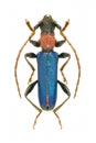 Capricorn beetle Certallum ebulinum ruficolle Royalty Free Stock Photo