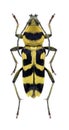 Capricorn beetle Chlorophorus varius