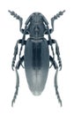 Capricorn beetle Dorcadion carinatum