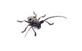 Capricorn beetle isolated