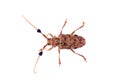Capricorn beetle (long-horned, longicorn) Batocera rufomaculata Royalty Free Stock Photo