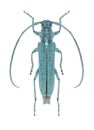 Capricorn beetle Opsilia coerulescens