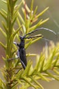 capricorn beetle perched on a pine branch in a vertical macro photograph with a green background where its shiny black colour Royalty Free Stock Photo