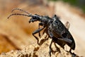 Capricorn beetle Rhagium inquisitor rugipenne Royalty Free Stock Photo