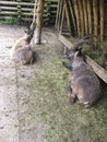 a capricorn is chilling on the ground in a zoo Royalty Free Stock Photo
