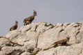 Capricorn in the Julian Alps