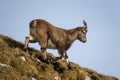 Capricorn in the Julian Alps