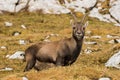 Capricorn in the Julian Alps