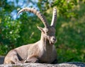 Capricorn lying on a rock