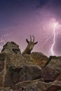 Capricorn lying on a rock in nature with summer thunderstorm in background Royalty Free Stock Photo