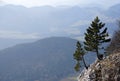 Capricorn standing next to tree at the edge of a huge and steep rock