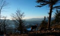 Capricorn standing next to tree at the edge of a huge and steep rock Royalty Free Stock Photo