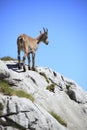 Capricorn is standing on the rock