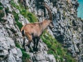 Capricorn Steinbock Capra ibex standing on a steep mountain stone cliff sideview with big horns