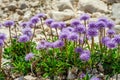 Caprifoliaceae Royalty Free Stock Photo