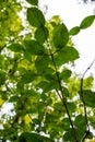 Caprifoliaceae plant from japan leaf close up view