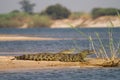 Caprivi crocs