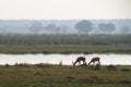 Caprivi impalas Royalty Free Stock Photo