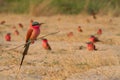 Caprivi perching bee-eater